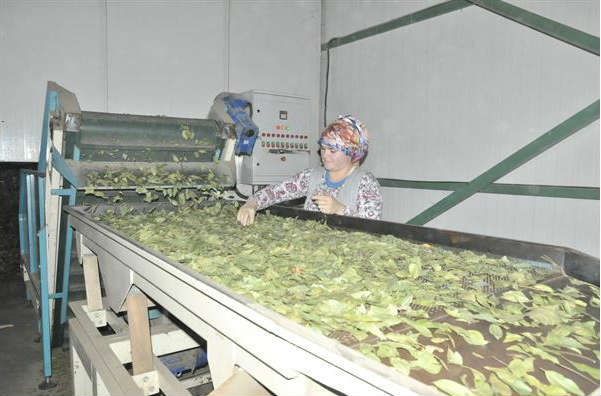 Defne yüz güldürüyor