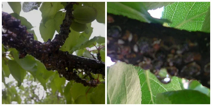 Kayısı bahçelerine büyük zarar veren Erik koşnili(Kabuklu bit) ile nasıl mücadele edilir ?