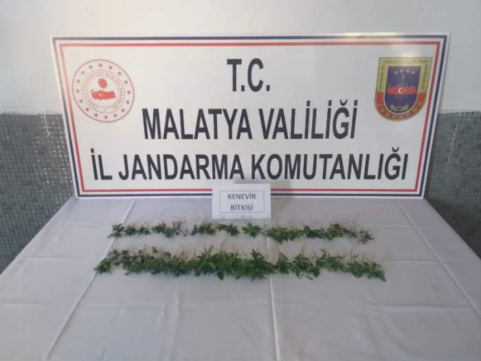 Darende’de Yasadışı Kenevir Ekimi 3 Şüpheli Şahıs Hakkında Yasal İşlem Başlatıldı
