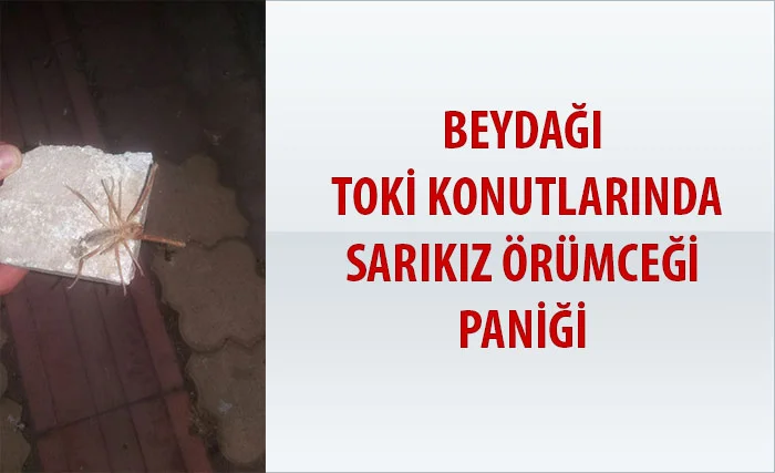 Malatya Beydağı Toki Mahallesinde Sarıkız örümcegi paniği
