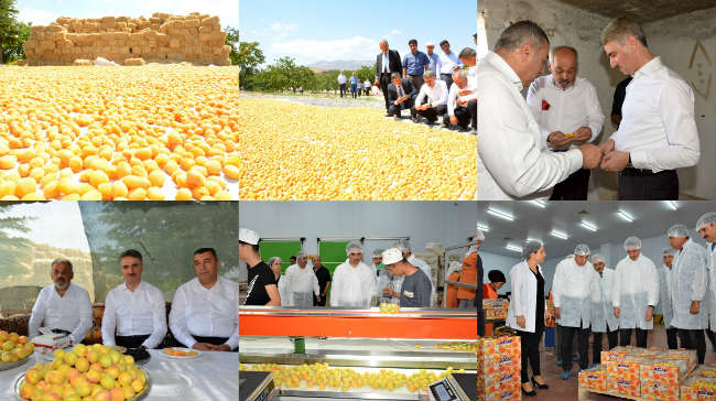 Malatya Valisi Aydın Baruş hasat yapılan bir bahçeyi ziyaret ederek çalışmaları inceledi.