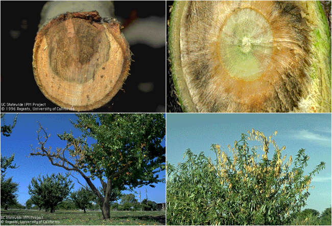 Kayısı Ağaçları Neden Kuruyor ?