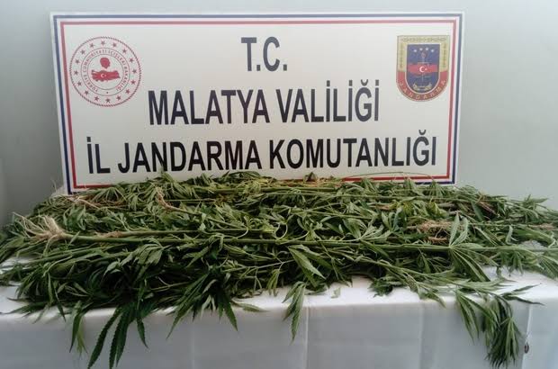 Battalgazi’de  1500 kök kenevir bitkisi ele geçirildi.