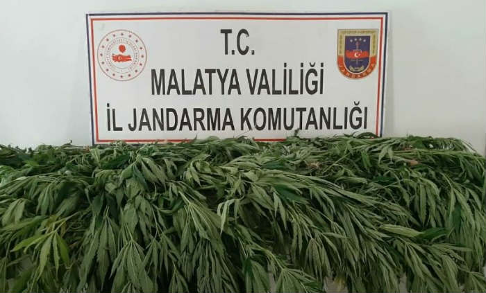Malatya Akçadağ İlçesinde 7500 Adet Kök Kenevir Bitkisi Ele Geçirildi