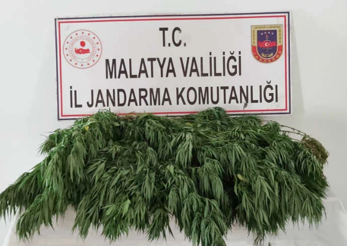 Malatya ili Yazıhan ilçesi Böğürtlen Mahallesinde Kenevir Bitkisi Ele Geçirildi.