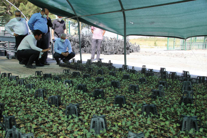Battalgazi Belediyesi,Özel sera alanında ‘Süs Lahanası’ üretimine başladı