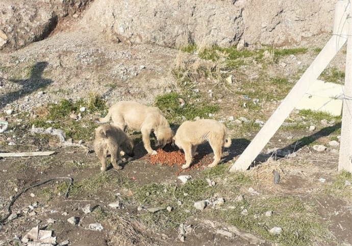 Battalgazi Belediyesi, aç kalma riskiyle karşı karşıya kalan sokak hayvanlarını unutmadı.