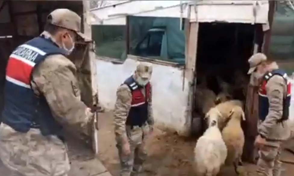 Malatya Jandarması 50 saatlik kamera görüntüsü ile koyun hırsızlarını yakaladı