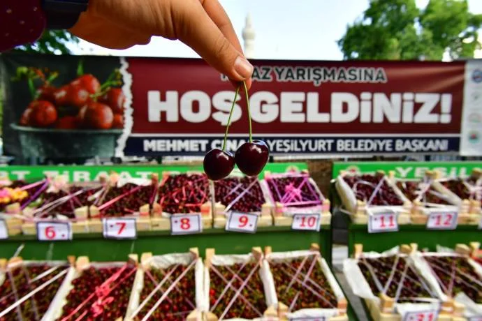 Dalbastı Kirazımız ve Vişnemizin Daha Fazla Tercih Edilmesini Sağlayacağız