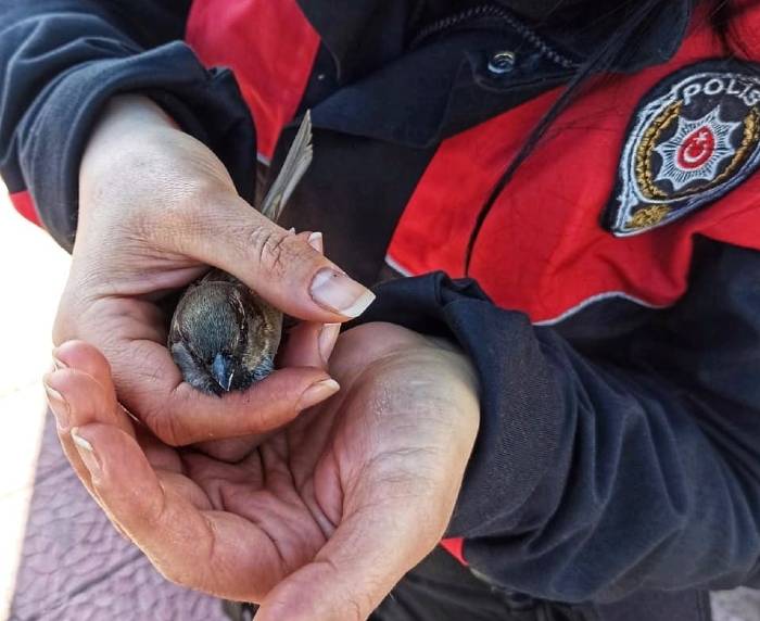 Malatya’da Kanadı Kırık Serçe Büyük Şehir Belediyesi Hayvan Barınağına Teslim Edildi