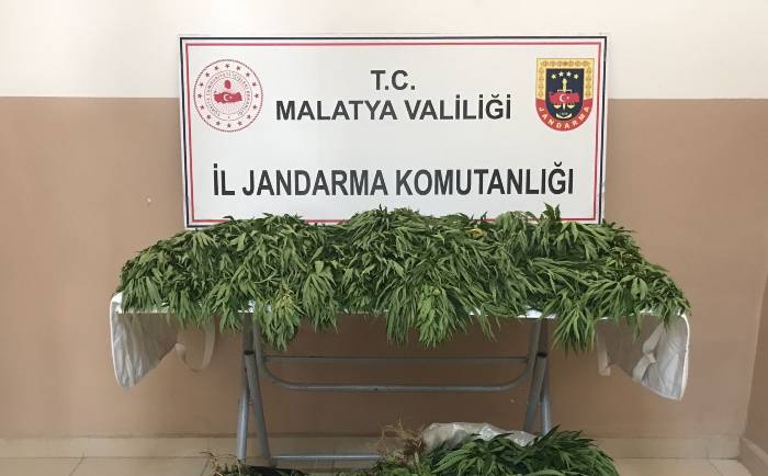 Malatya İl Jandarma Komutanlığı ekiplerince yapılan istihbari çalışmalar neticesinde; (31.750) kök hint keneviri ele geçirilmiştir