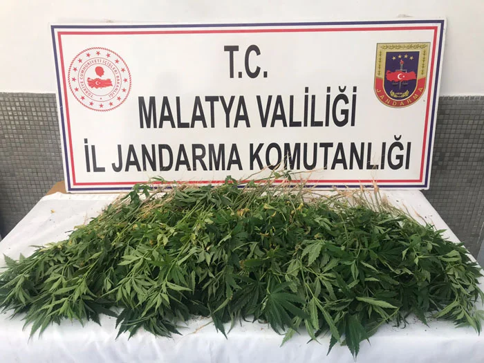 Darende İlçesi Ağılyazı Yasadışı Kenevir Ekimi