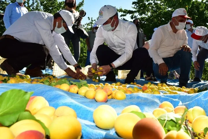Vali Aydın Baruş, Battalgazi İlçesi Yarımcahan Mahallesi’nde Malatya Kayısısının hasadına katıldı ve kayısı topladı.