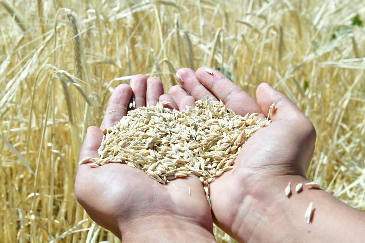 Yeşilyurt Belediyesi Tarımsal Üretim Ve Ar-Ge Sahasında Arpa Üretimi Hız Kazandı