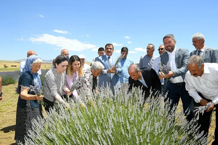 Başkan Gürkan Lavanta Hasadına katıldı
