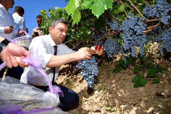 Vali Hulusi Şahin, 25. Arapgir Bağbozumu ve 1. Mor Reyhan Hasat Şenliklerine Katıldı