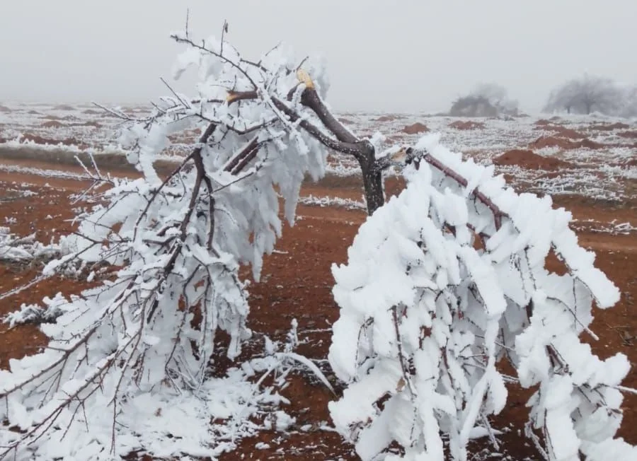Darende Yeniköy’de kırağıdan dolayı buzlanan ağaç dallarının kırılması nedeniyle ciddi zarar meydana geldi.