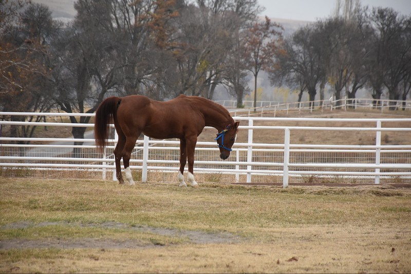 Milyonluk Safkanlar Karayolunda, TİGEM Sessiz: Sultansuyu’nda Neler Oluyor?