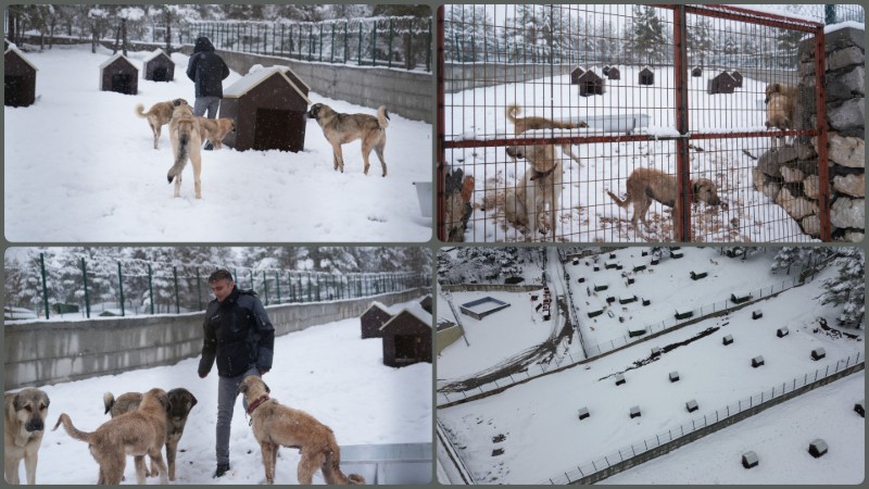 Malatya’nın İkinci Hayvan Barınağı Hizmete Açıldı