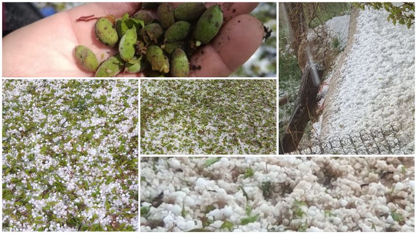 Malatya Tarımında ‘Don ve Dolu’ Alarmı: Üreticinin Bir Yıllık Emeği Tehdit Altında