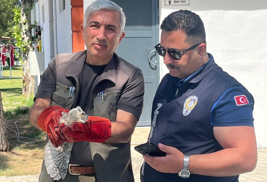 Kırkgöz Sahil Parkı’nda Bulunan Yavru Baykuş Koruma Altına Alındı
